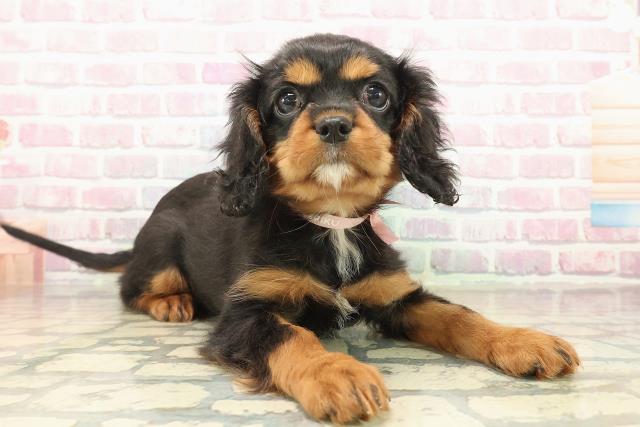 神奈川県のキャバリアキングチャールズスパニエル (Coo&RIKU藤沢店/2025年10月8日生まれ/女の子/ブラックタン)の子犬の3枚目の画像