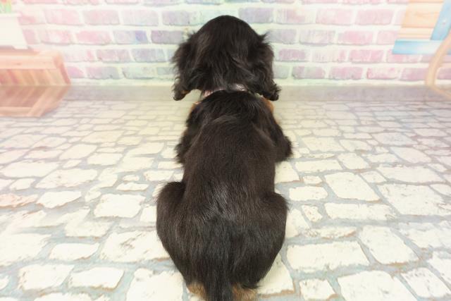 神奈川県のキャバリアキングチャールズスパニエル (Coo&RIKU藤沢店/2025年10月8日生まれ/女の子/ブラックタン)の子犬の4枚目の画像