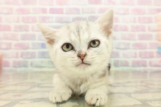 アメリカンショートヘアー