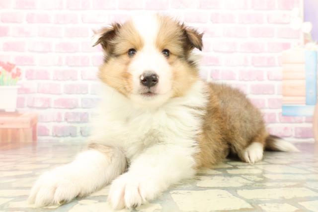 東京都のシェットランドシープドッグ (Coo&RIKU立川店/2025年10月9日生まれ/男の子/セーブルホワイト)の子犬の2枚目の画像