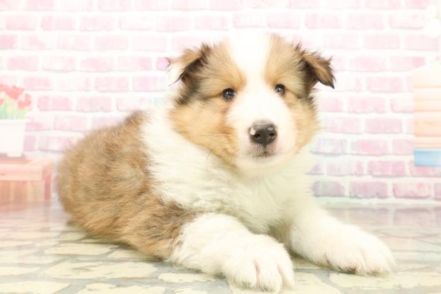 東京都のシェットランドシープドッグ (Coo&RIKU立川店/2025年10月9日生まれ/男の子/セーブルホワイト)の子犬の3枚目の画像