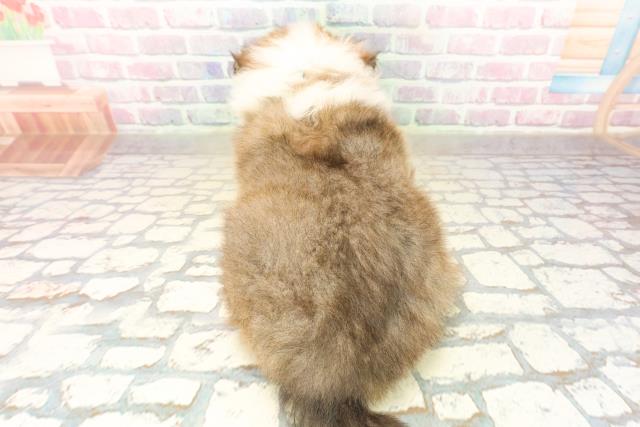 東京都のシェットランドシープドッグ (Coo&RIKU立川店/2025年10月9日生まれ/男の子/セーブルホワイト)の子犬の4枚目の画像