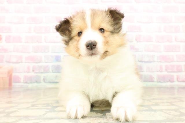 東京都のシェットランドシープドッグ (Coo&RIKU立川店/2025年10月9日生まれ/女の子/セーブルホワイト)の子犬の1枚目の画像