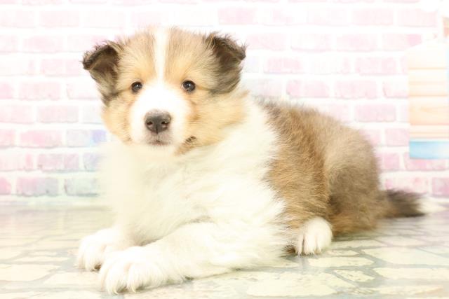 東京都のシェットランドシープドッグ (Coo&RIKU立川店/2025年10月9日生まれ/女の子/セーブルホワイト)の子犬の2枚目の画像