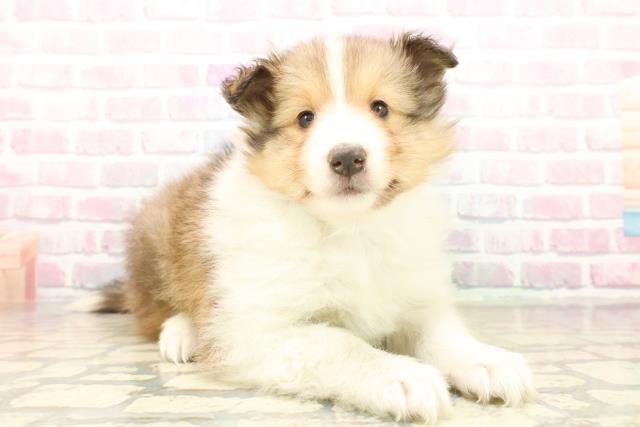 東京都のシェットランドシープドッグ (Coo&RIKU立川店/2025年10月9日生まれ/女の子/セーブルホワイト)の子犬の3枚目の画像