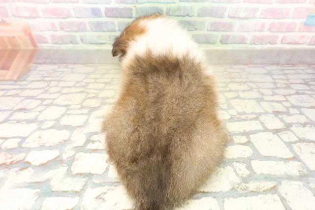 東京都のシェットランドシープドッグ (Coo&RIKU立川店/2025年10月9日生まれ/女の子/セーブルホワイト)の子犬の4枚目の画像