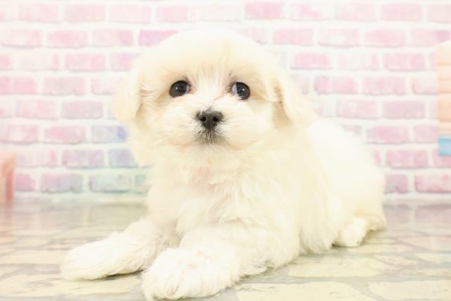 栃木県のマルプー(マルチーズ×プードル) (Coo&RIKUFKDインターパーク店/2025年10月14日生まれ/女の子/クリーム)の子犬の2枚目の画像