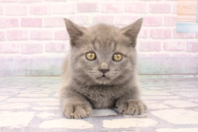 兵庫県のブリティッシュショートヘアー (Coo&RIKU尼崎店/2025年10月15日生まれ/男の子/ブルー)の子猫