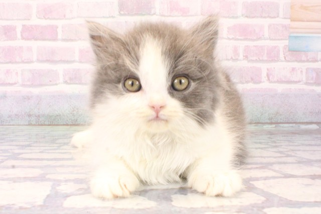 大阪府のブリティッシュロングヘアー (Coo&RIKU和泉店/2025年10月15日生まれ/女の子/ブルーホワイト)の子猫の1枚目の画像