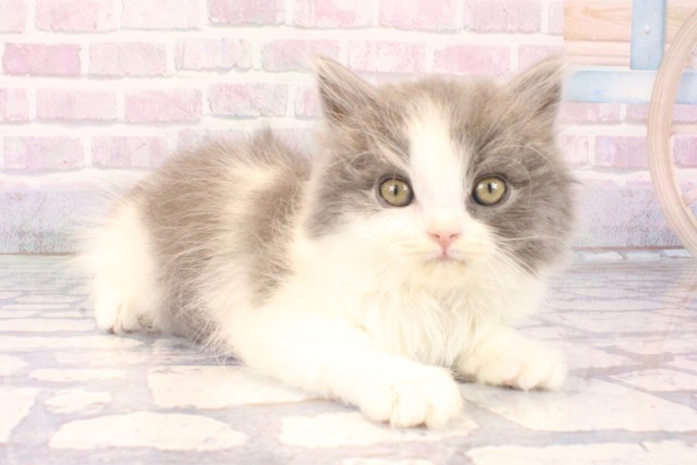 大阪府のブリティッシュロングヘアー (Coo&RIKU和泉店/2025年10月15日生まれ/女の子/ブルーホワイト)の子猫の2枚目の画像