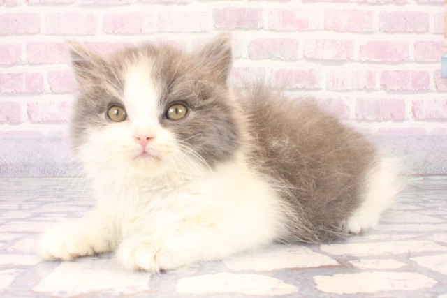 大阪府のブリティッシュロングヘアー (Coo&RIKU和泉店/2025年10月15日生まれ/女の子/ブルーホワイト)の子猫の3枚目の画像