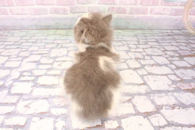 大阪府のブリティッシュロングヘアー (Coo&RIKU和泉店/2025年10月15日生まれ/女の子/ブルーホワイト)の子猫の4枚目の画像