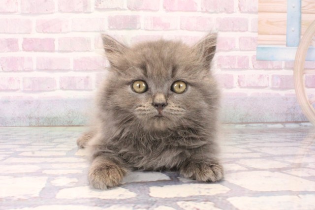 滋賀県のブリティッシュロングヘアー (Coo&RIKU長浜店/2025年10月15日生まれ/女の子/ブルー)の子猫の1枚目の画像