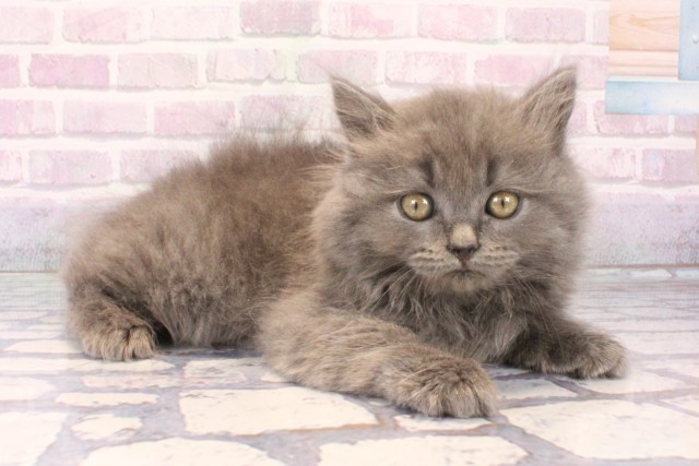 滋賀県のブリティッシュロングヘアー (Coo&RIKU長浜店/2025年10月15日生まれ/女の子/ブルー)の子猫の2枚目の画像