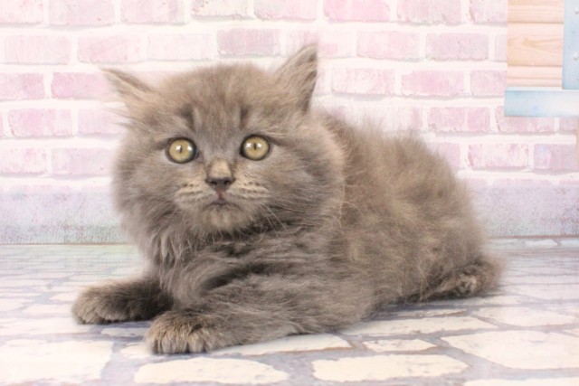 滋賀県のブリティッシュロングヘアー (Coo&RIKU長浜店/2025年10月15日生まれ/女の子/ブルー)の子猫の3枚目の画像