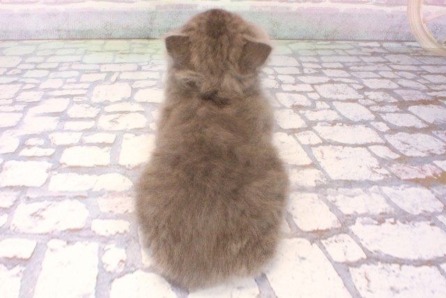 滋賀県のブリティッシュロングヘアー (Coo&RIKU長浜店/2025年10月15日生まれ/女の子/ブルー)の子猫の4枚目の画像