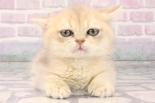 兵庫県のブリティッシュショートヘアー (Coo&RIKU丹波店/2025年10月8日生まれ/女の子/ブルーゴールデンシェーデット)の子猫