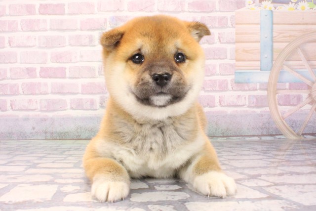 兵庫県の柴犬(標準サイズ) (Coo&RIKU伊丹店/2025年10月15日生まれ/女の子/赤)の子犬