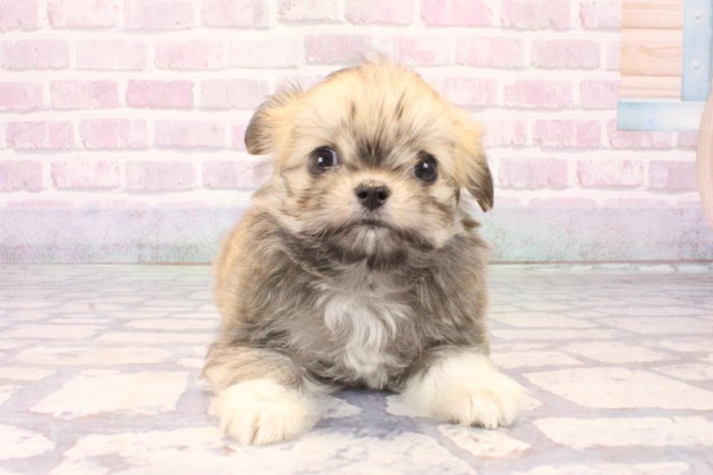 兵庫県のチワマル/マルチワ(チワワ×マルチーズ) (Coo&RIKU三木店/2025年10月15日生まれ/男の子/セーブル)の子犬の1枚目の画像