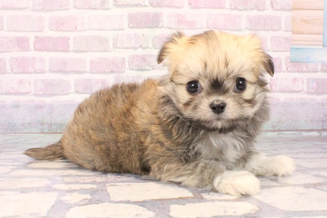 兵庫県のチワマル/マルチワ(チワワ×マルチーズ) (Coo&RIKU三木店/2025年10月15日生まれ/男の子/セーブル)の子犬の2枚目の画像