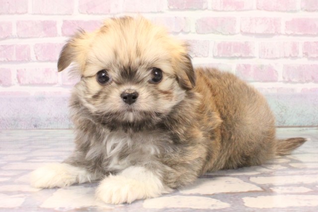 兵庫県のチワマル/マルチワ(チワワ×マルチーズ) (Coo&RIKU三木店/2025年10月15日生まれ/男の子/セーブル)の子犬の3枚目の画像