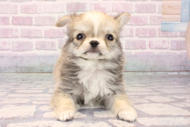 兵庫県のチワワ(ロング) (Coo&RIKU神戸三宮店/2025年10月12日生まれ/男の子/ブルーフォーンホワイト)の子犬