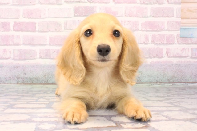 兵庫県のミニチュアダックスフンド(ロング) (Coo&RIKU神戸東灘店/2025年10月16日生まれ/女の子/イエロー)の子犬