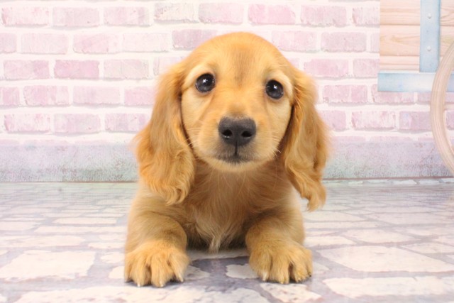 滋賀県のミニチュアダックスフンド(ロング) (Coo&RIKU東近江店/2025年10月15日生まれ/男の子/ゴールド)の子犬の1枚目の画像