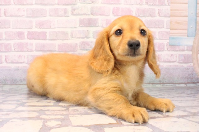 滋賀県のミニチュアダックスフンド(ロング) (Coo&RIKU東近江店/2025年10月15日生まれ/男の子/ゴールド)の子犬の2枚目の画像