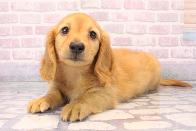 滋賀県のミニチュアダックスフンド(ロング) (Coo&RIKU東近江店/2025年10月15日生まれ/男の子/ゴールド)の子犬の3枚目の画像