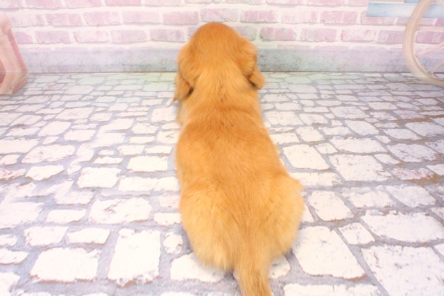 滋賀県のミニチュアダックスフンド(ロング) (Coo&RIKU東近江店/2025年10月15日生まれ/男の子/ゴールド)の子犬の4枚目の画像