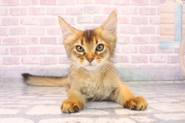 兵庫県のソマリ (Coo&RIKU伊丹店/2025年9月21日生まれ/男の子/ルディ)の子猫