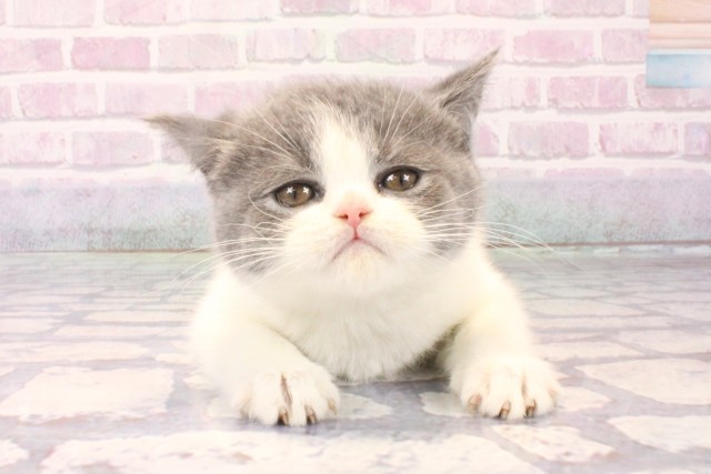 兵庫県のブリティッシュショートヘアー (Coo&RIKU神戸三宮店/2025年10月5日生まれ/女の子/ブルーホワイト)の子猫