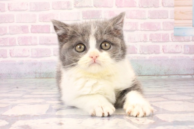 兵庫県のブリティッシュショートヘアー (Coo&RIKU神戸東灘店/2025年10月5日生まれ/女の子/ブルーホワイト)の子猫