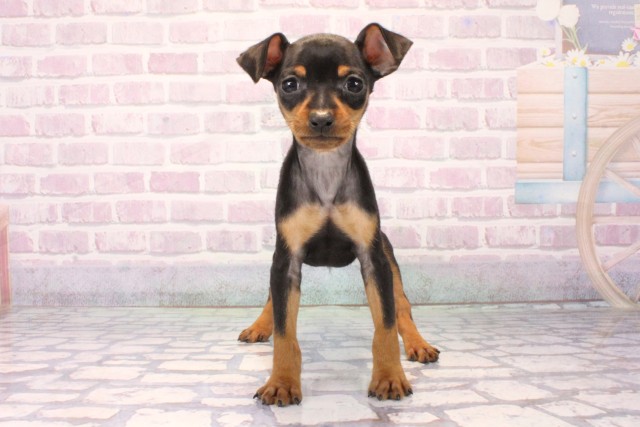 大阪府のミニチュアピンシャー (Coo&RIKU松原店/2025年10月14日生まれ/男の子/ブラックタン)の子犬の1枚目の画像