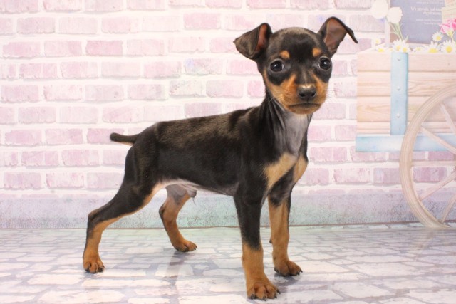 大阪府のミニチュアピンシャー (Coo&RIKU松原店/2025年10月14日生まれ/男の子/ブラックタン)の子犬の2枚目の画像