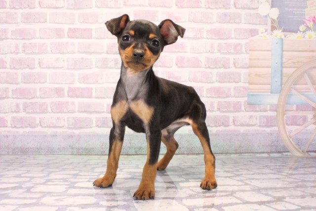 大阪府のミニチュアピンシャー (Coo&RIKU松原店/2025年10月14日生まれ/男の子/ブラックタン)の子犬の3枚目の画像