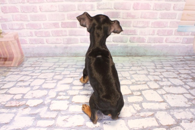 大阪府のミニチュアピンシャー (Coo&RIKU松原店/2025年10月14日生まれ/男の子/ブラックタン)の子犬の4枚目の画像