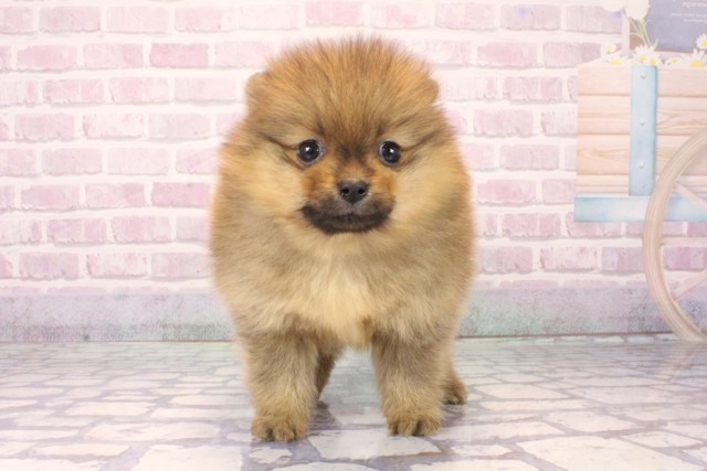 京都府のポメラニアン (Coo&RIKU舞鶴店/2025年10月14日生まれ/女の子/オレンジ)の子犬
