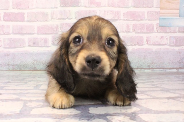 兵庫県のカニンヘンダックスフンド(ロング) (Coo&RIKU尼崎店/2025年10月16日生まれ/男の子/シェーデットイエロー)の子犬の1枚目の画像