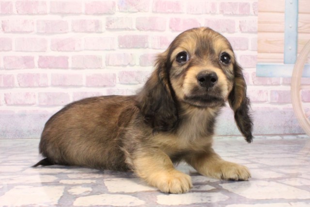 兵庫県のカニンヘンダックスフンド(ロング) (Coo&RIKU尼崎店/2025年10月16日生まれ/男の子/シェーデットイエロー)の子犬の2枚目の画像