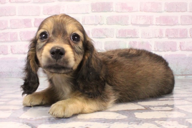 兵庫県のカニンヘンダックスフンド(ロング) (Coo&RIKU尼崎店/2025年10月16日生まれ/男の子/シェーデットイエロー)の子犬の3枚目の画像