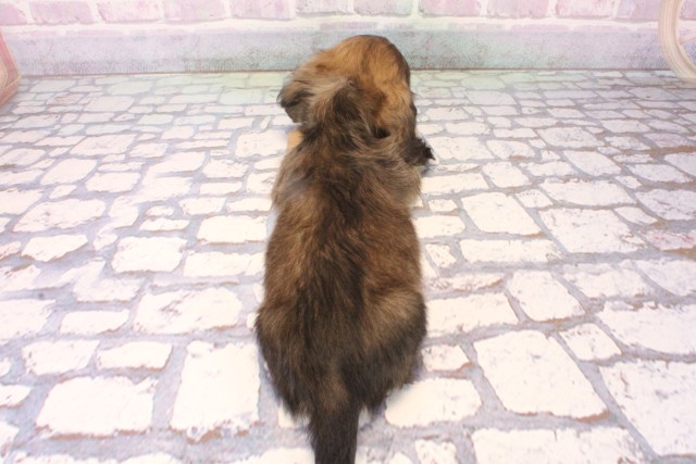 兵庫県のカニンヘンダックスフンド(ロング) (Coo&RIKU尼崎店/2025年10月16日生まれ/男の子/シェーデットイエロー)の子犬の4枚目の画像