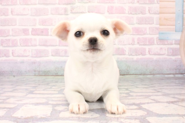 兵庫県のチワワ(スムース) (Coo&RIKU姫路店/2025年10月16日生まれ/女の子/ホワイトクリーム)の子犬