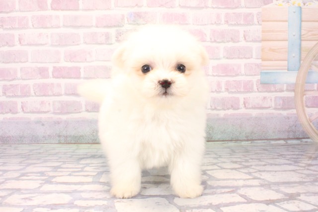 兵庫県のポメマル/マルポメ(ポメラニアン×マルチーズ) (Coo&RIKU神戸三宮店/2025年10月15日生まれ/女の子/ホワイトクリーム)の子犬