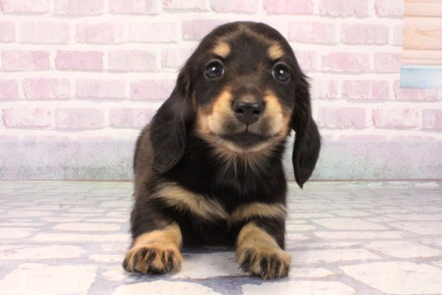 大阪府のミニチュアダックスフンド(ロング) (Coo&RIKU阿倍野店/2025年10月16日生まれ/女の子/ブラックタン)の子犬の1枚目の画像