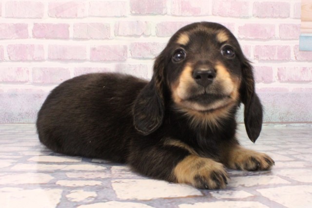 大阪府のミニチュアダックスフンド(ロング) (Coo&RIKU阿倍野店/2025年10月16日生まれ/女の子/ブラックタン)の子犬の2枚目の画像