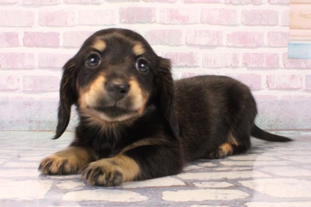 大阪府のミニチュアダックスフンド(ロング) (Coo&RIKU阿倍野店/2025年10月16日生まれ/女の子/ブラックタン)の子犬の3枚目の画像