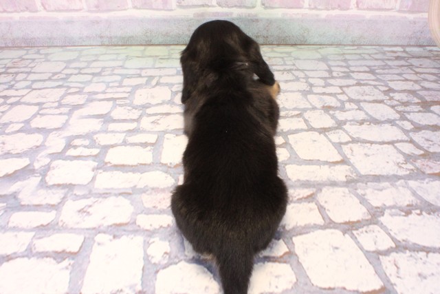 大阪府のミニチュアダックスフンド(ロング) (Coo&RIKU阿倍野店/2025年10月16日生まれ/女の子/ブラックタン)の子犬の4枚目の画像