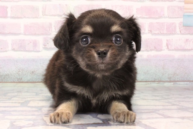 兵庫県のチワックス(チワワ×ダックス) (Coo&RIKU神戸三宮店/2025年10月14日生まれ/男の子/ブラッククリーム)の子犬